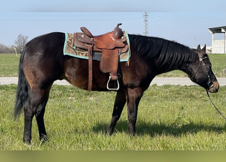 Paint Horse, Hongre, 15 Ans, 160 cm, Bai brun