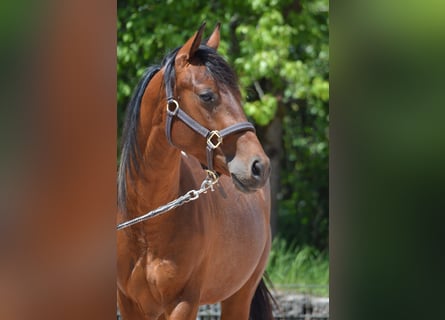 Paint Horse, Hongre, 2 Ans, 150 cm, Pinto