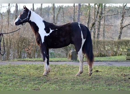 Paint Horse, Hongre, 2 Ans, 155 cm, Tobiano-toutes couleurs