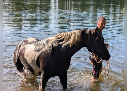 Paint Horse Croisé, Hongre, 3 Ans, 157 cm, Pinto