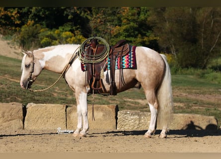 Paint Horse Croisé, Hongre, 5 Ans, 145 cm, Pinto