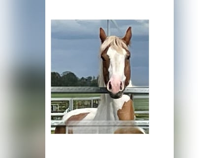 Paint Horse, Hongre, 5 Ans, 145 cm, Tobiano-toutes couleurs