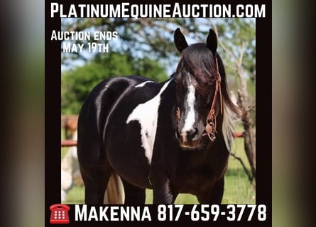 Paint Horse, Hongre, 5 Ans, 152 cm, Tobiano-toutes couleurs