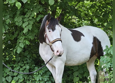 Paint Horse Croisé, Hongre, 5 Ans, 162 cm, Pinto