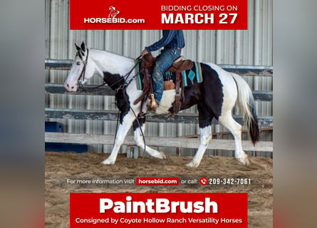 Paint Horse, Hongre, 5 Ans