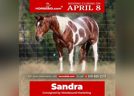 Paint Horse, Hongre, 6 Ans, 147 cm, Pinto