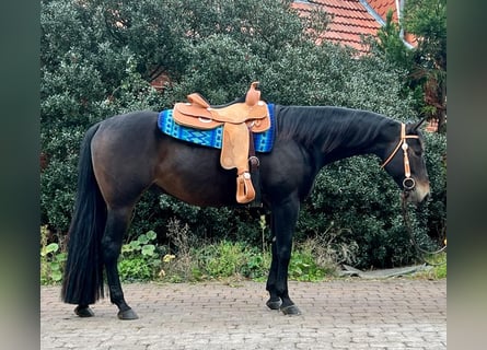 Paint Horse, Hongre, 7 Ans, 163 cm, Bai