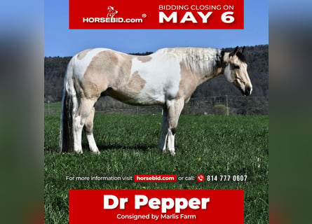 Paint Horse Croisé, Hongre, 8 Ans, 145 cm, Pinto
