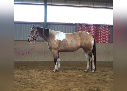 Paint Horse, Jument, 10 Ans, 148 cm, Buckskin