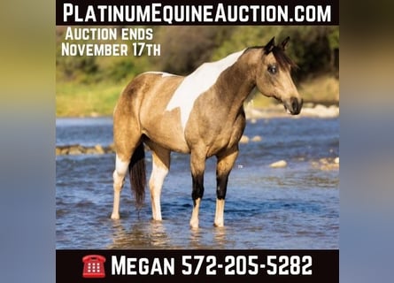 Paint Horse, Jument, 10 Ans, Tobiano-toutes couleurs