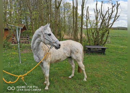 Paint Horse, Jument, 19 Ans, 155 cm, Gris pommelé