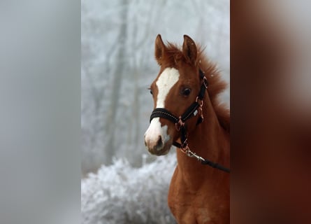 Paint Horse, Jument, 1 Année, 150 cm, Alezan dun