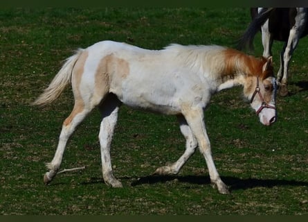 Paint Horse, Jument, 1 Année, 154 cm, Pinto