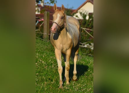 Paint Horse, Jument, 1 Année, 155 cm, Pinto