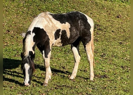 Paint Horse, Jument, 1 Année, 155 cm, Tobiano-toutes couleurs