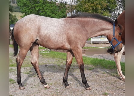 Paint Horse, Jument, 1 Année, 158 cm, Roan-Bay