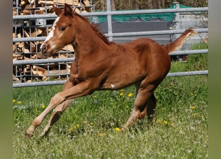 Paint Horse, Jument, 2 Ans, 150 cm, Alezan brûlé