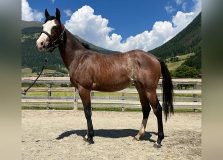 Paint Horse, Jument, 3 Ans, 145 cm, Overo-toutes couleurs
