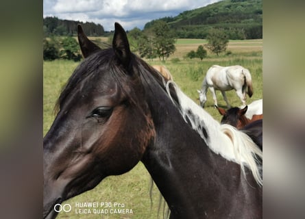 Paint Horse, Jument, 3 Ans, 150 cm, Tobiano-toutes couleurs