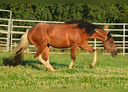 Paint Horse, Jument, 3 Ans, 154 cm, Tobiano-toutes couleurs