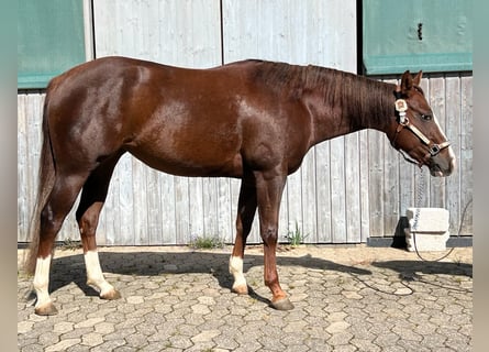 Paint Horse, Jument, 4 Ans, 142 cm, Alezan