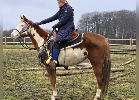 Paint Horse Croisé, Jument, 4 Ans, 150 cm, Pinto