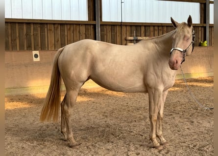 Paint Horse, Jument, 4 Ans, 152 cm, Perlino