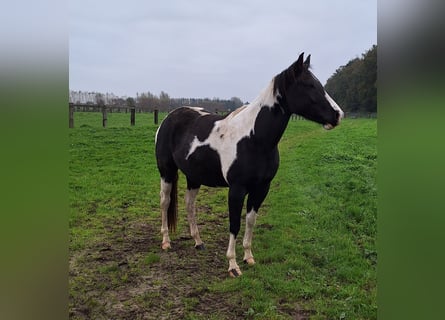 Paint Horse, Jument, 4 Ans, 153 cm