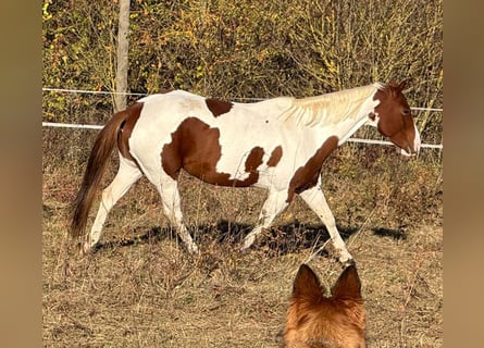 Paint Horse, Jument, 6 Ans, 152 cm, Alezan brûlé