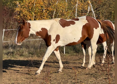 Paint Horse, Jument, 7 Ans, 152 cm, Alezan brûlé