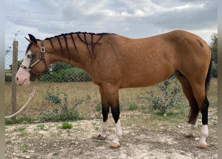 Paint Horse, Jument, 9 Ans, Buckskin