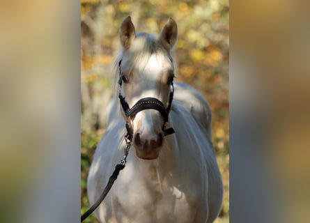 Paint Horse, Jument, Poulain (03/2024), 150 cm, Palomino