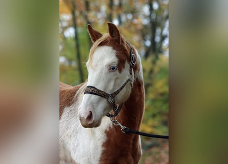 Paint Horse, Klacz, 1 Rok, 153 cm, Overo wszelkich maści