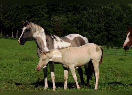 Paint Horse, Klacz, 1 Rok, 153 cm, Szampańska
