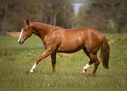 Paint Horse, Klacz, 2 lat, 143 cm, Kasztanowata