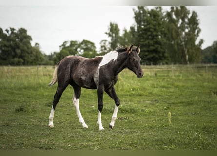 Paint Horse, Klacz, 2 lat, 145 cm, Może być siwy