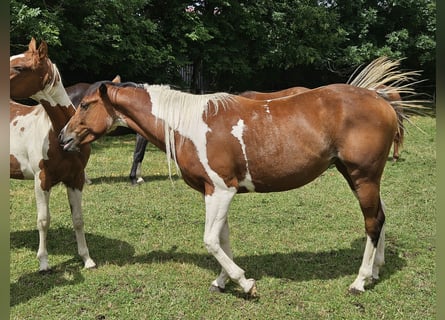 Paint Horse, Klacz, 2 lat, 150 cm, Srokata