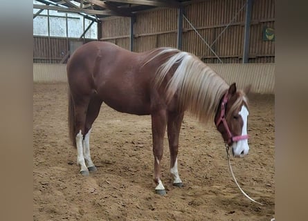 Paint Horse, Klacz, 3 lat, 152 cm, Kasztanowata