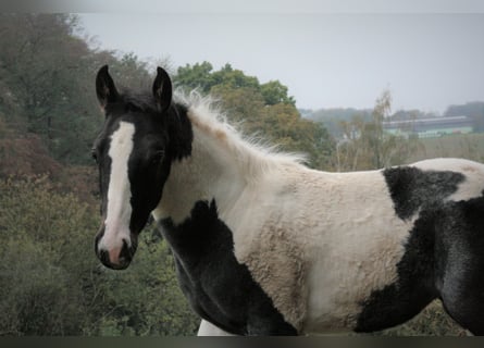 Paint Horse, Klacz, 3 lat, 154 cm, Tobiano wszelkich maści