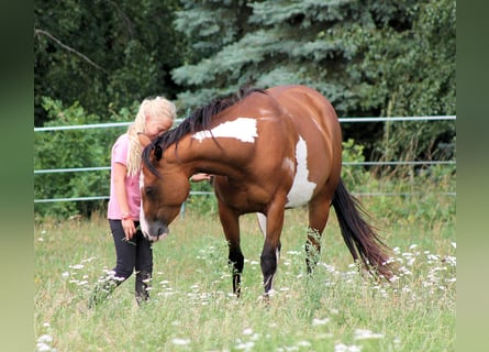 Paint Horse, Klacz, 4 lat, 148 cm, Overo wszelkich maści