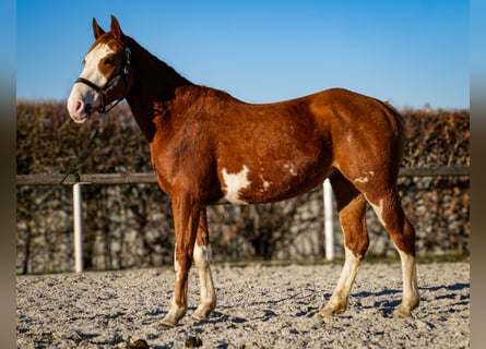 Paint Horse Mix, Klacz, 4 lat, 154 cm, Kasztanowata