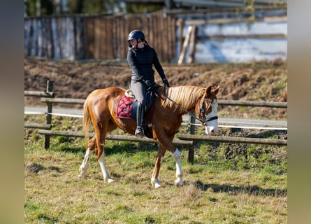 Paint Horse Mix, Klacz, 4 lat, 154 cm, Kasztanowata