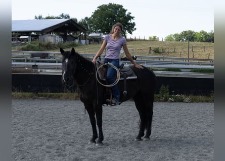Paint Horse, Klacz, 5 lat, 157 cm, Kara