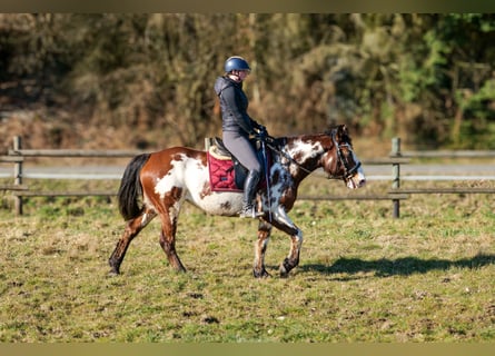 Paint Horse Mix, Klacz, 6 lat, 150 cm, Srokata