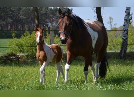 Paint Horse, Klacz, 6 lat, 152 cm, Tobiano wszelkich maści