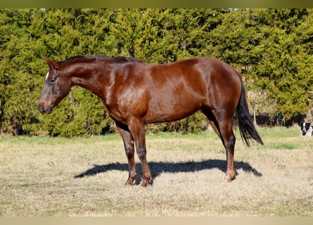 Paint Horse, Klacz, 7 lat, 152 cm, Ciemnokasztanowata