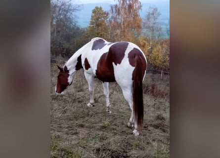 Paint Horse, Klacz, 7 lat, 152 cm, Ciemnokasztanowata