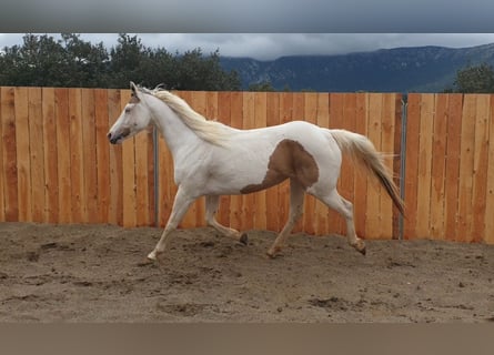 Paint Horse, Klacz, 7 lat, 155 cm, Tovero wszelkich maści