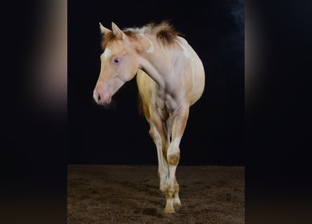 Paint Horse, Klacz, Źrebak (03/2023), 155 cm, Szampańska