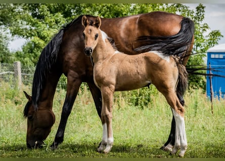 Paint Horse Mix, Klacz, Źrebak (06/2024), 158 cm